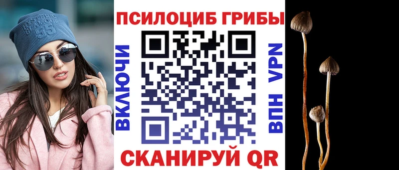 Псилоцибиновые грибы Psilocybe  Купить закладки  Кандалакша 